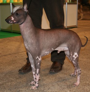 Hairless dogs